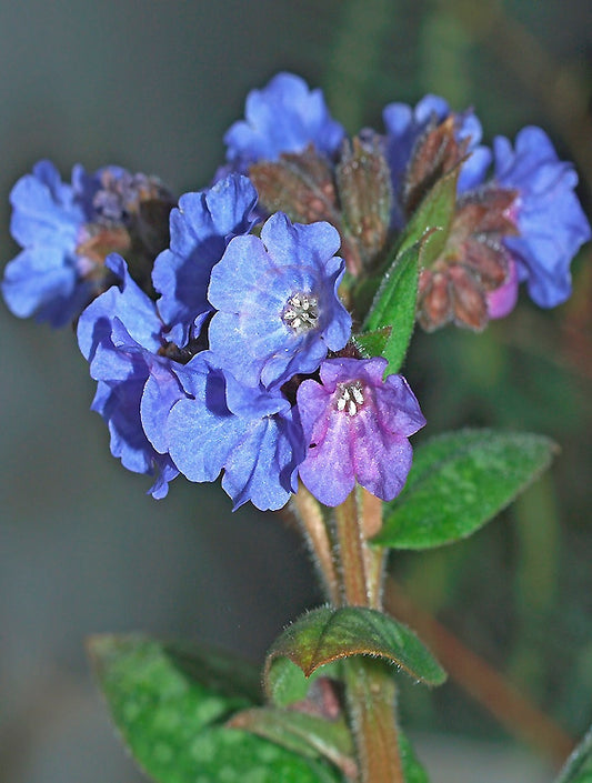 PULMONARIA 'LEWIS PALMER'