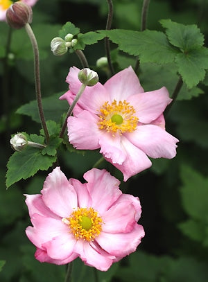 ANEMONE x HYBRIDA 'QUEEN CHARLOTTE'