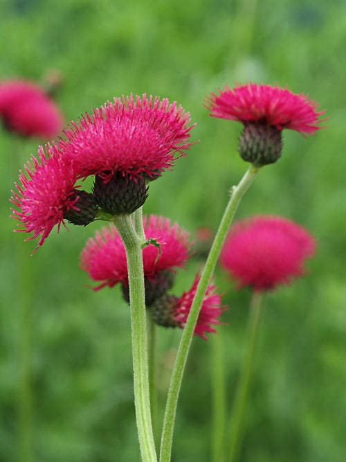 CIRSIUM RIVULARE 'ATROPURPUREUM'