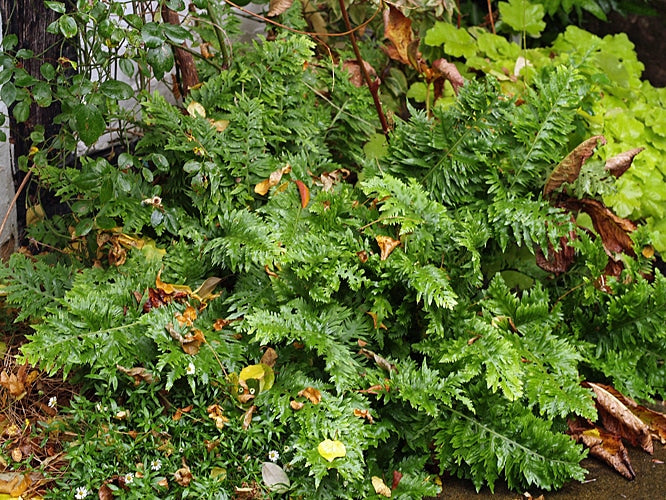 POLYPODIUM CAMBRICUM 'PRESTONII'