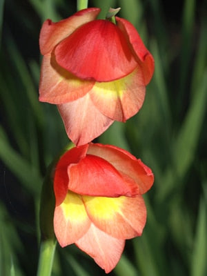GLADIOLUS PAPILIO 'DAVID HILLS'