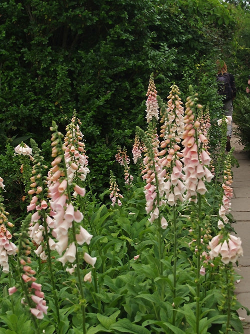 DIGITALIS PURPUREA 'SUTTON'S APRICOT'