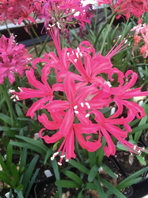 NERINE 'NORA HAMILTON' 34
