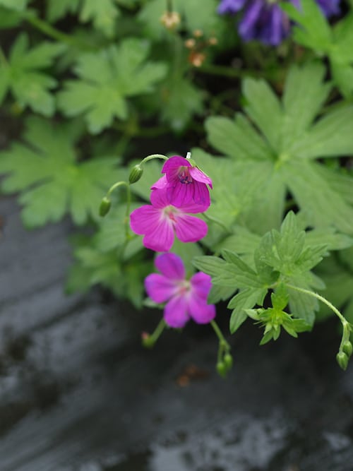 GERANIUM PALUSTRE