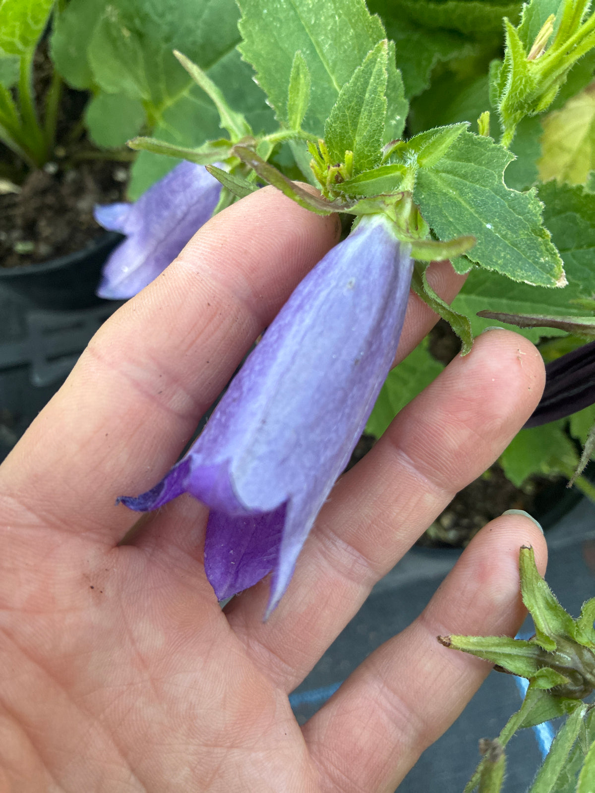 CAMPANULA 'SARASTRO'
