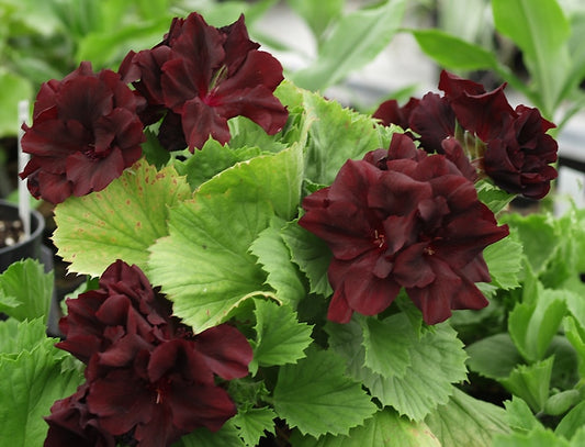 PELARGONIUM 'MORWENNA'