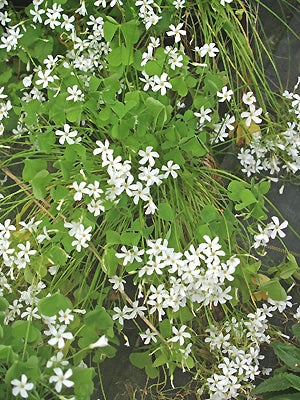 OXALIS ARTICULATA 'ALBA'