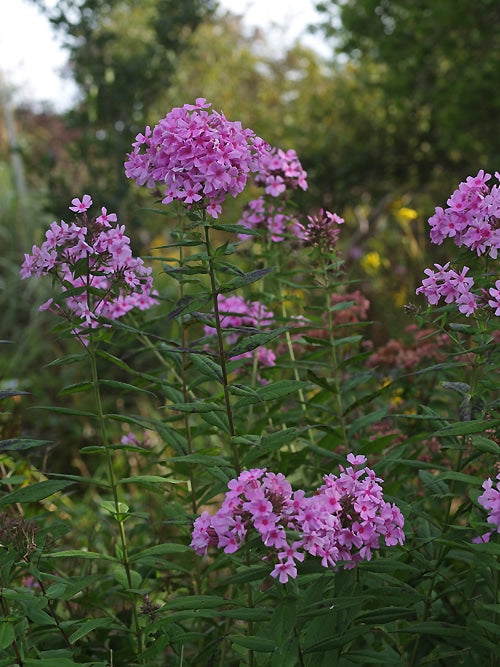 PHLOX x ARENDSII 'AUTUMN'S PINK EXPLOSION'
