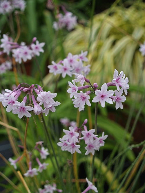 TULBAGHIA 'PURPLE EYE'