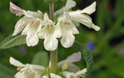 BETONICA NIVEA subsp.OSSETICA