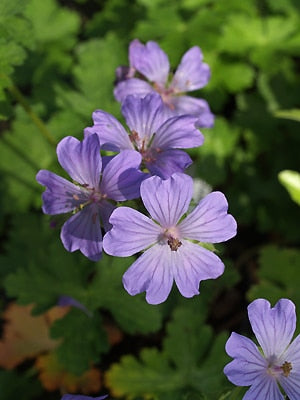 GERANIUM 'SOLITAIRE'