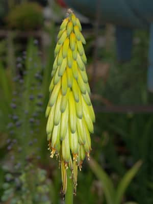 ALOE STRIATULA