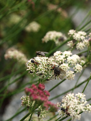 SESELI HIPPOMARATHRUM