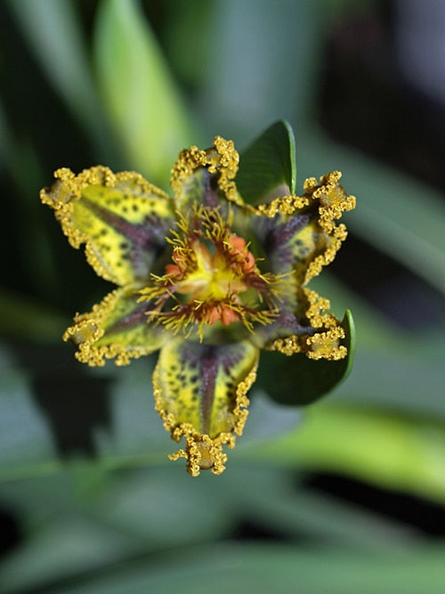 FERRARIA VARIABILIS LP 18095