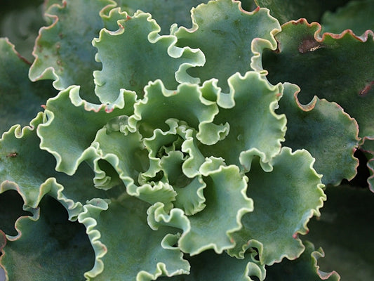 ECHEVERIA 'CURLY LOCKS'