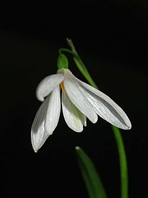 GALANTHUS NIVALIS 'ANGLESEY ABBEY'