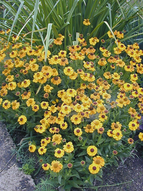 HELENIUM 'GOLDFUCHS'