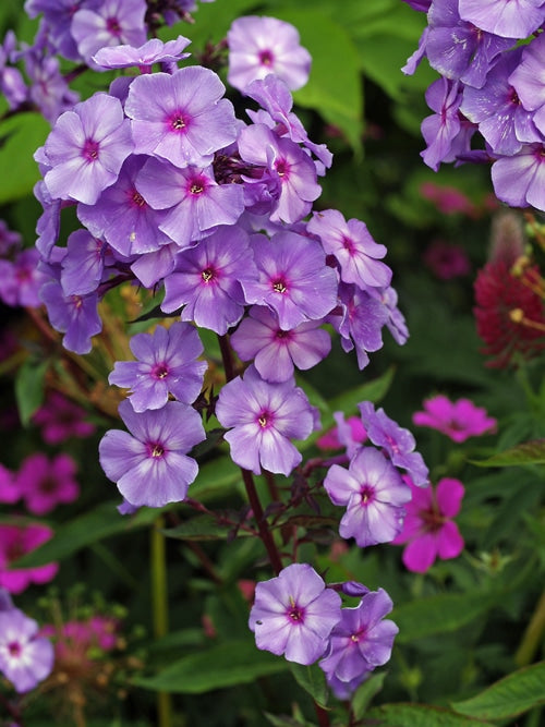 PHLOX PANICULATA 'BLUE PARADISE'