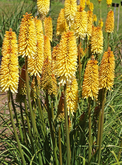 KNIPHOFIA 'MOONSTONE'