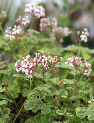 PELARGONIUM CRISPUM 'VARIEGATUM'