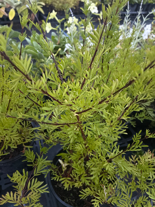 SYRINGA x LACINIATA