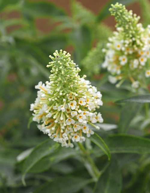 BUDDLEJA BUZZ IVORY