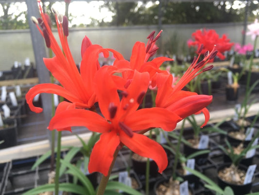 NERINE 'GEORGE'