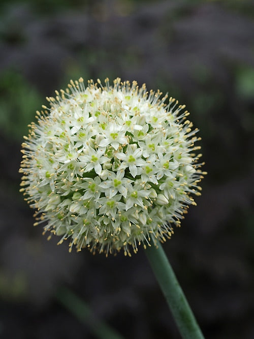 ALLIUM PSKEMENSE