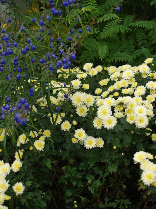 CHRYSANTHEMUM 'ANGELA BLUNDELL'