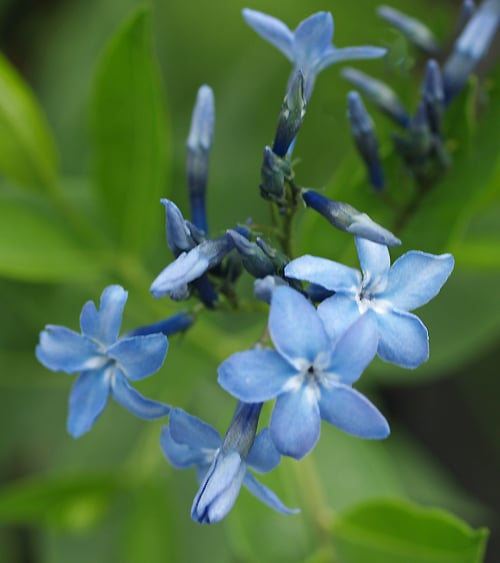 AMSONIA 'BLUE ICE'