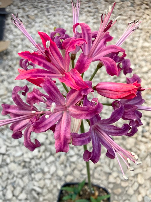 NERINE 'THE CHOIR'