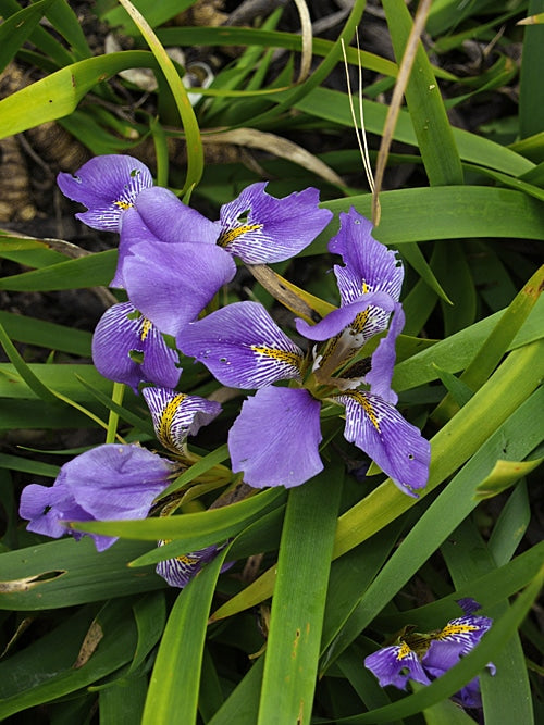 IRIS LAZICA