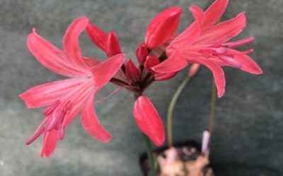 NERINE 'BRAHMS' 184