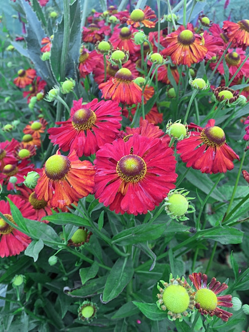 HELENIUM 'KUPFERSPRUDEL'