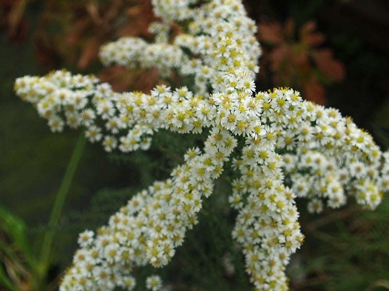 SYMPHYOTRICHUM ERICOIDES 'FIRST SNOW'