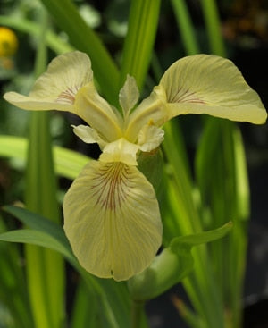 IRIS PSEUDACORUS 'SULPHUR QUEEN'