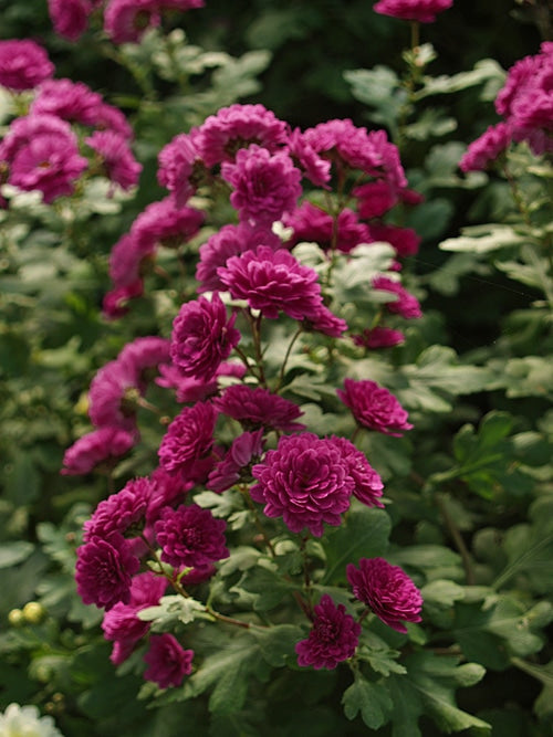 CHRYSANTHEMUM 'JULIA PETERSON'