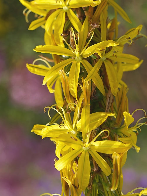 ASPHODELINE LUTEA