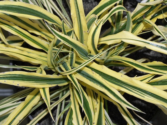 ARTHROPODIUM CANDIDUM 'LITTLE LILIA'