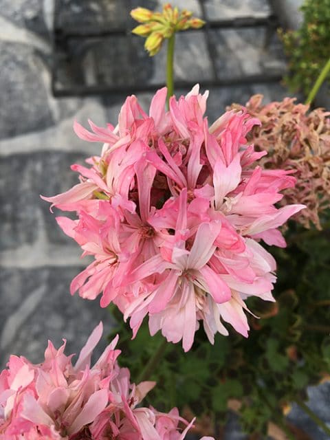 PELARGONIUM 'PAGODA'