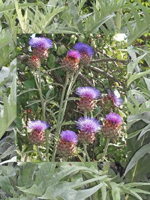 CYNARA CARDUNCULUS