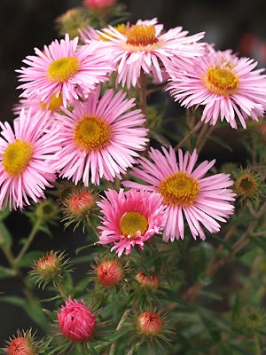 SYMPHYOTRICHUM NOVAE-ANGLIAE 'PINK PARFAIT'