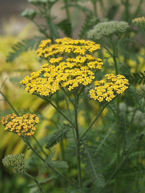 ACHILLEA 'MARTINA'
