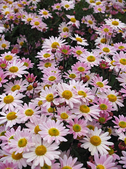 CHRYSANTHEMUM 'AUNT MILLICENT'