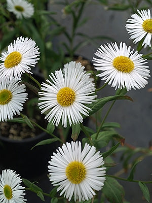 ERIGERON 'WHITE QUAKERESS'