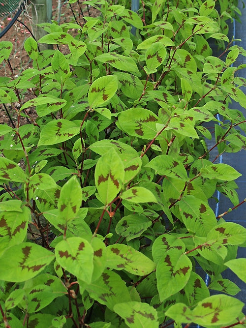 PERSICARIA VIRGINIANA var.FILIFORMIS