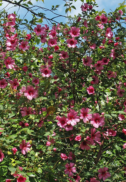 ANISODONTEA 'EL ROYO'