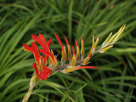 PITCAIRNIA PUNGENS