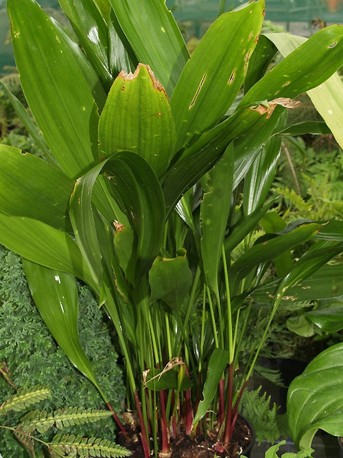 ASPIDISTRA TONKINENSIS