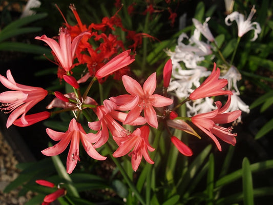 NERINE 'CLENT CHARM'